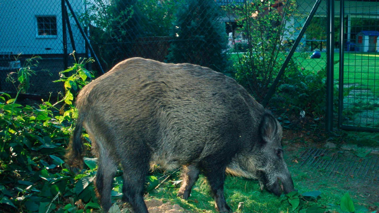 Rostock: CDU fordert Jagd auf Wildschweine im Stadtgebiet