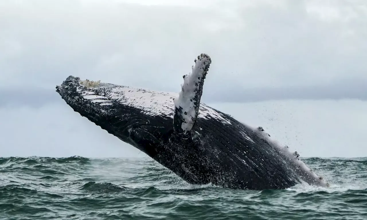 Disfrute del avistamiento de ballenas en Colombia: fechas y destinos imperdibles en 2025