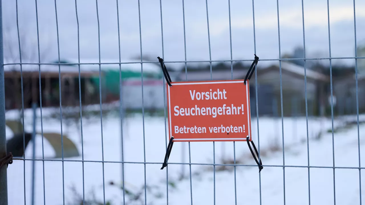 Maul- und Klauenseuche in Brandenburg: Virustyp jetzt bekannt