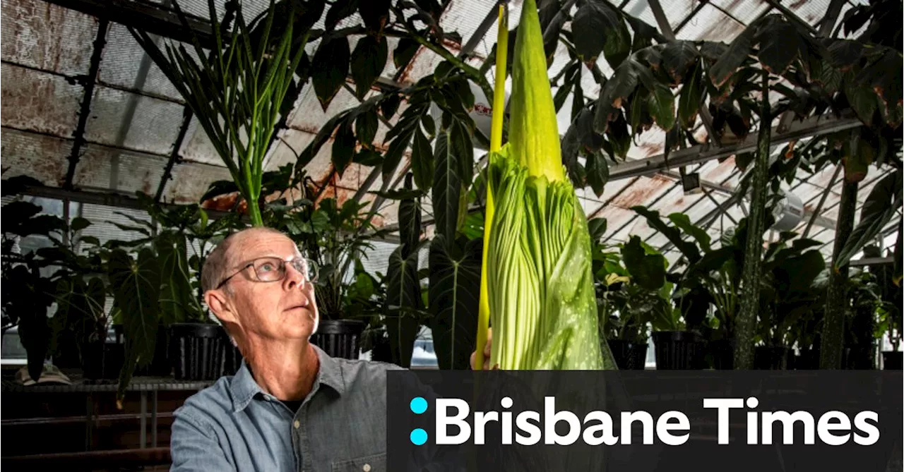 Sydney's Corpse Flower Set to Bloom