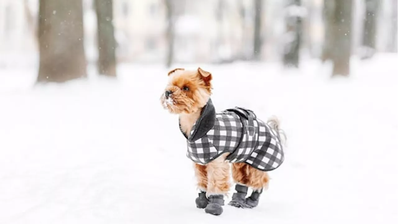 Winter safety tips for dogs: Expert advice to keep them healthy and warm