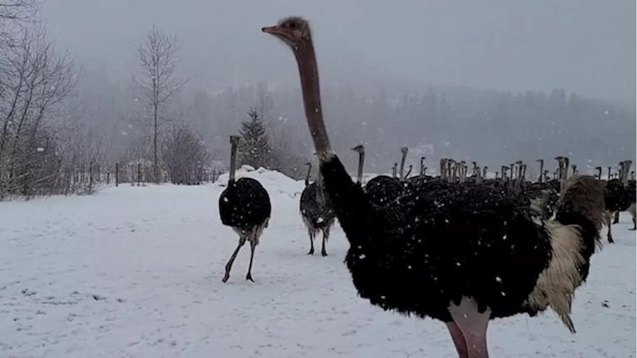 B.C. Ostrich Farm Ordered to Cull Entire Herd Due to Avian Flu