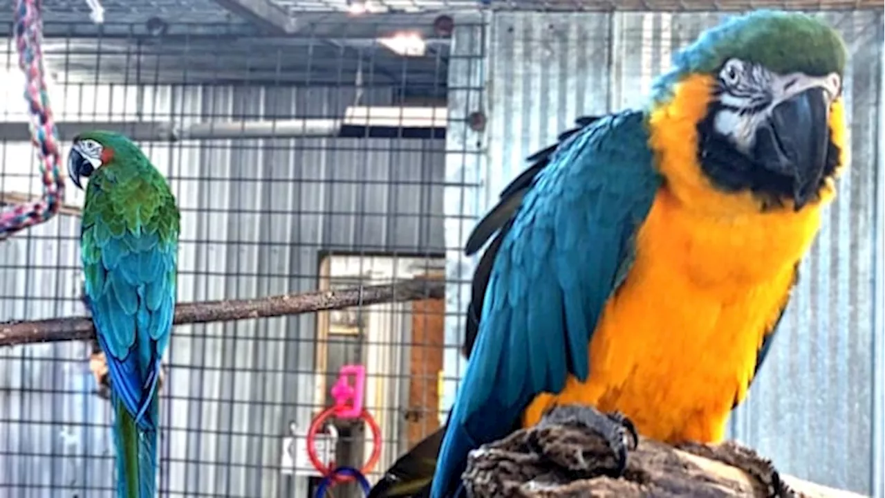 Beloved Halifax Macaw Makes Progress in Rehabilitation