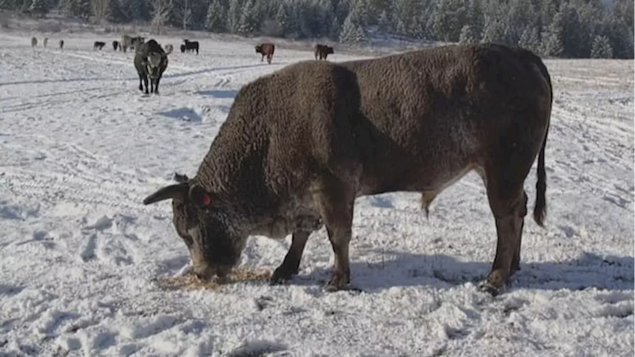 Meet Potlicker: a 1,700-pound rodeo star defying riders across B.C.