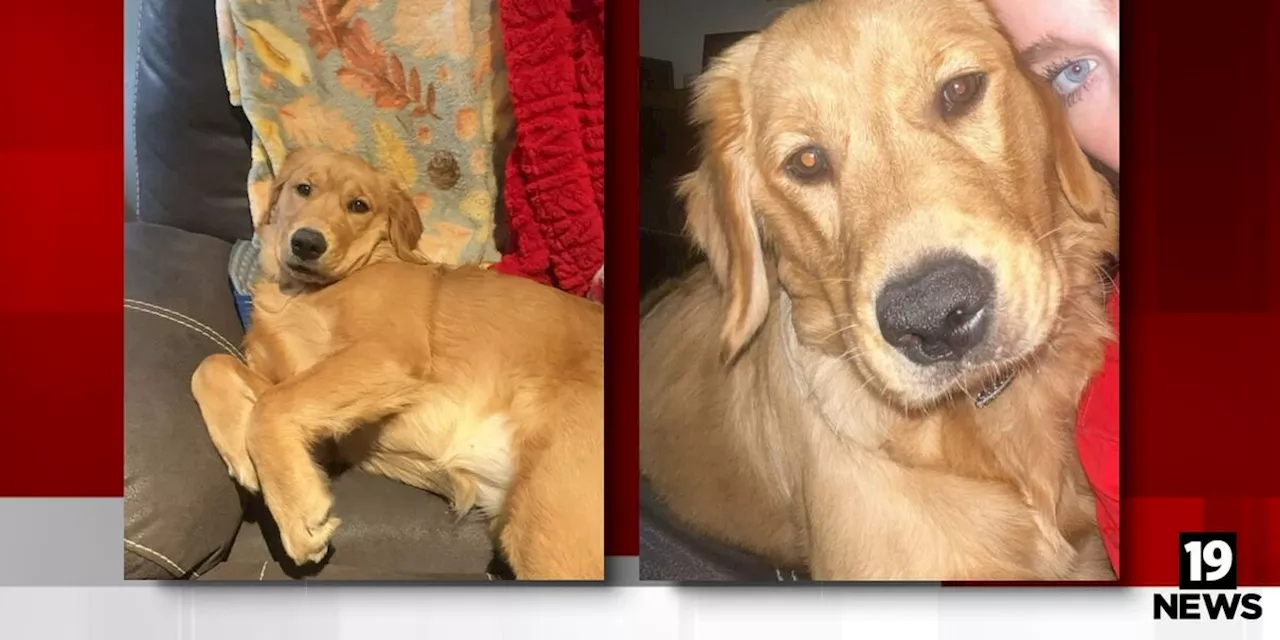 North Canton community rallies to find Maple the missing dog