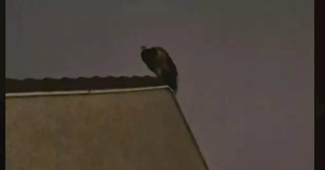 Escaped Peacock on Glasgow Roof Has Residents in Stitches