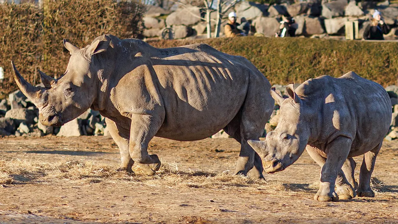 Zebra Killed by Rhino at Colchester Zoo