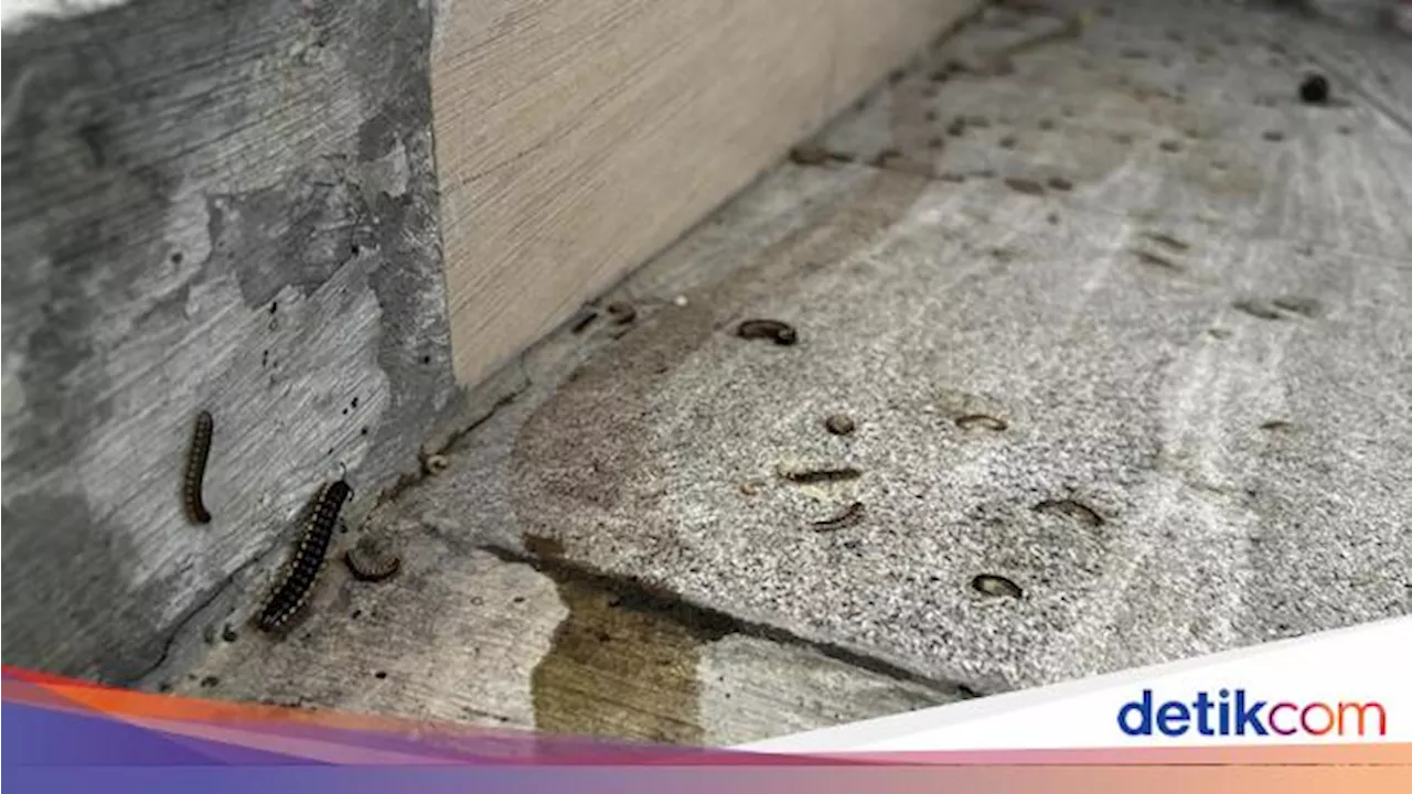 Alasan Kaki Seribu Serbu Rumah Saat Musim Hujan