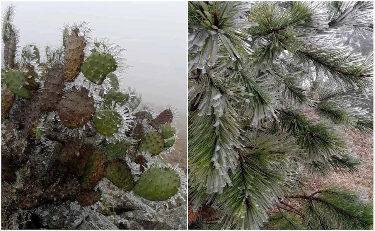 Tormenta invernal deja hermosas postales en San Luis Potosí; municipios prevén temperaturas de hasta -2 grados