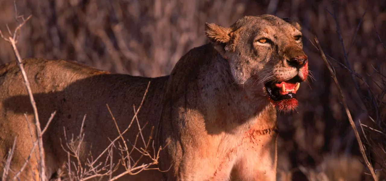 The Ghost and the Darkness: The True Story of the Tsavo Man-eaters