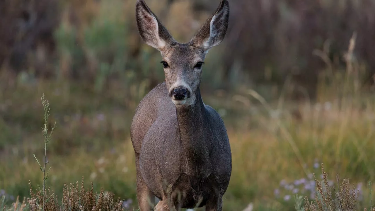 Washington biologists launching new black-tailed deer study