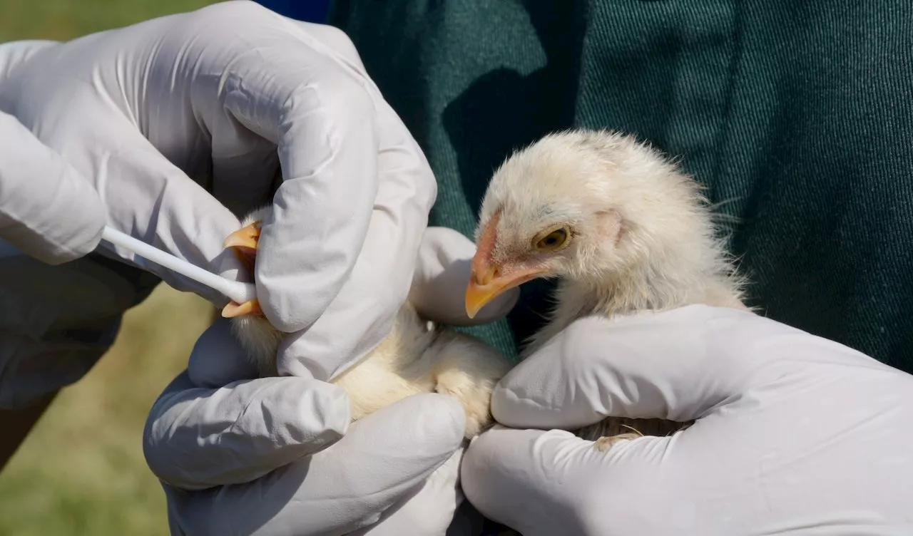 Bird Flu Found in California Child, Sparking Concern Over Mutations