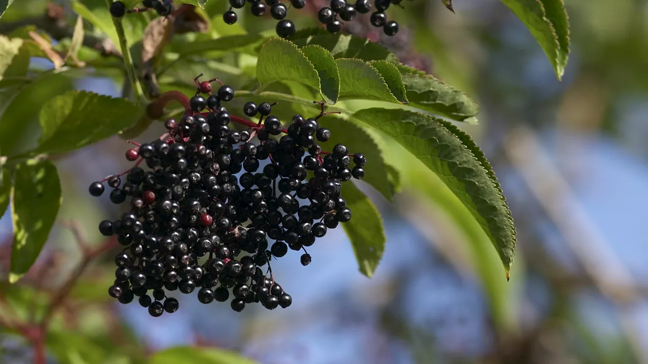 Elderberry Juice May Help With Weight Management and Metabolic Health