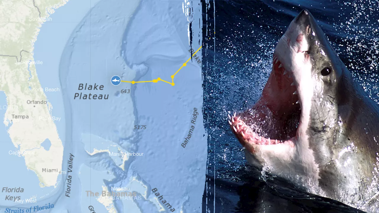 Great White Shark Breton Spotted Off Florida Coast