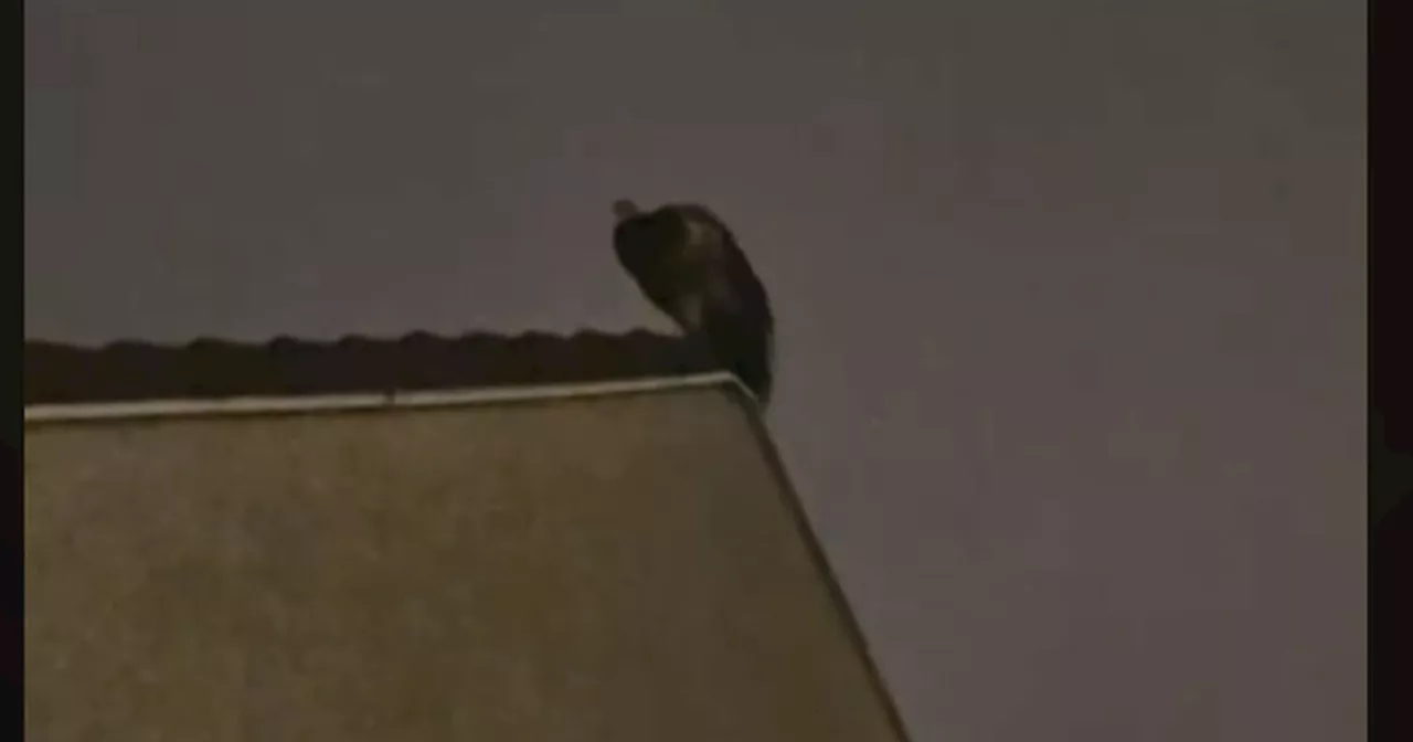 Peacock Escapes and Perches on Roof in Glasgow