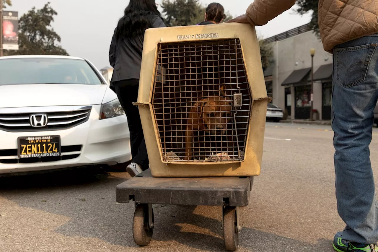 Rescuers care for animal survivors of Los Angeles wildfires