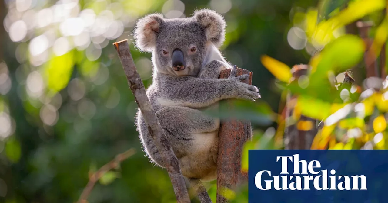 Logging in forest earmarked for koala national park increasing under NSW Labor, analysis finds