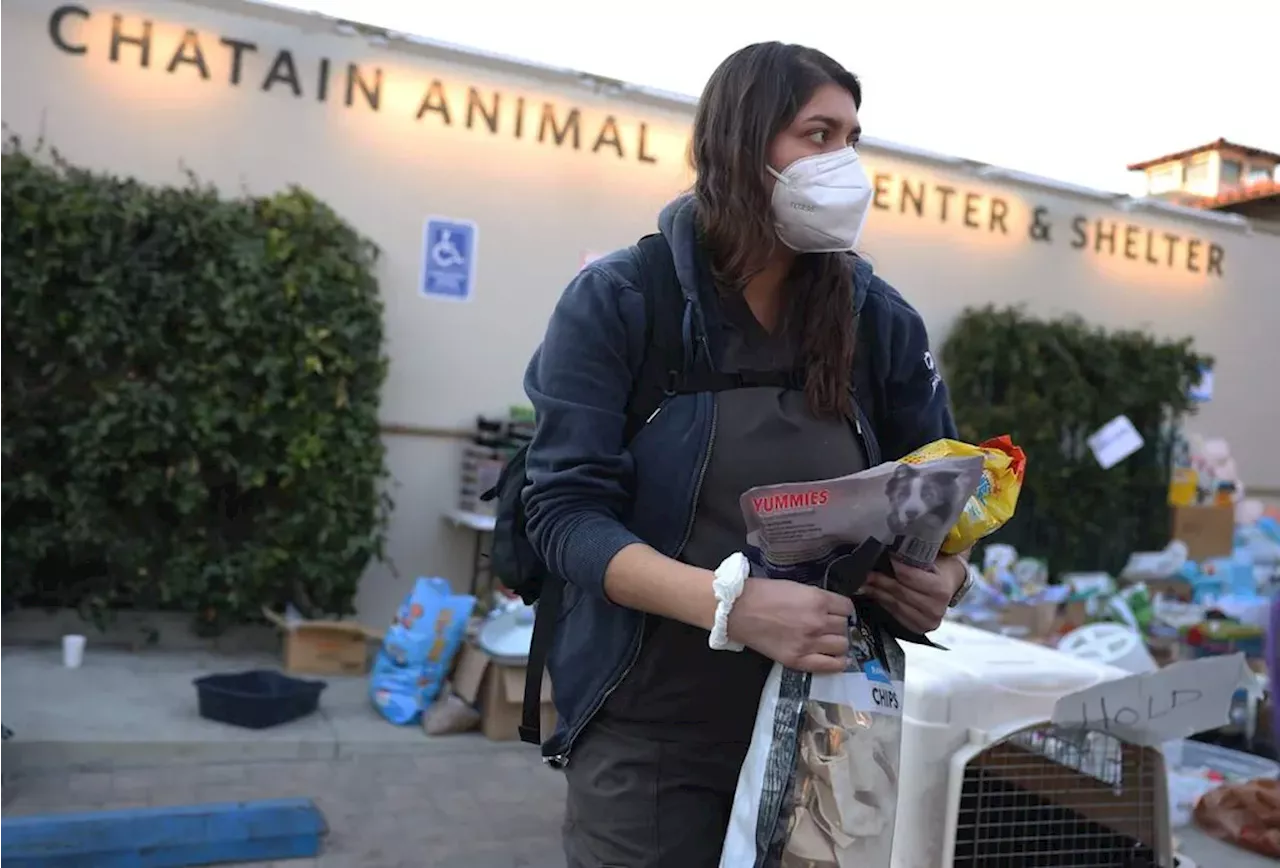 Selamatkan Hewan Terdampak Kebakaran Los Angeles