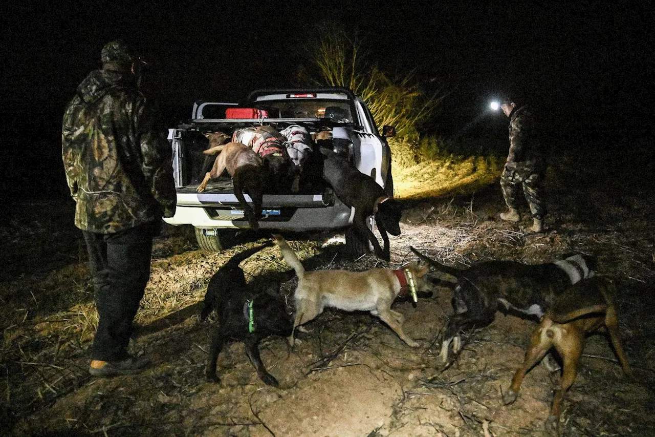 En Chine, des chasseurs de sanglier devenus stars des réseaux sociaux