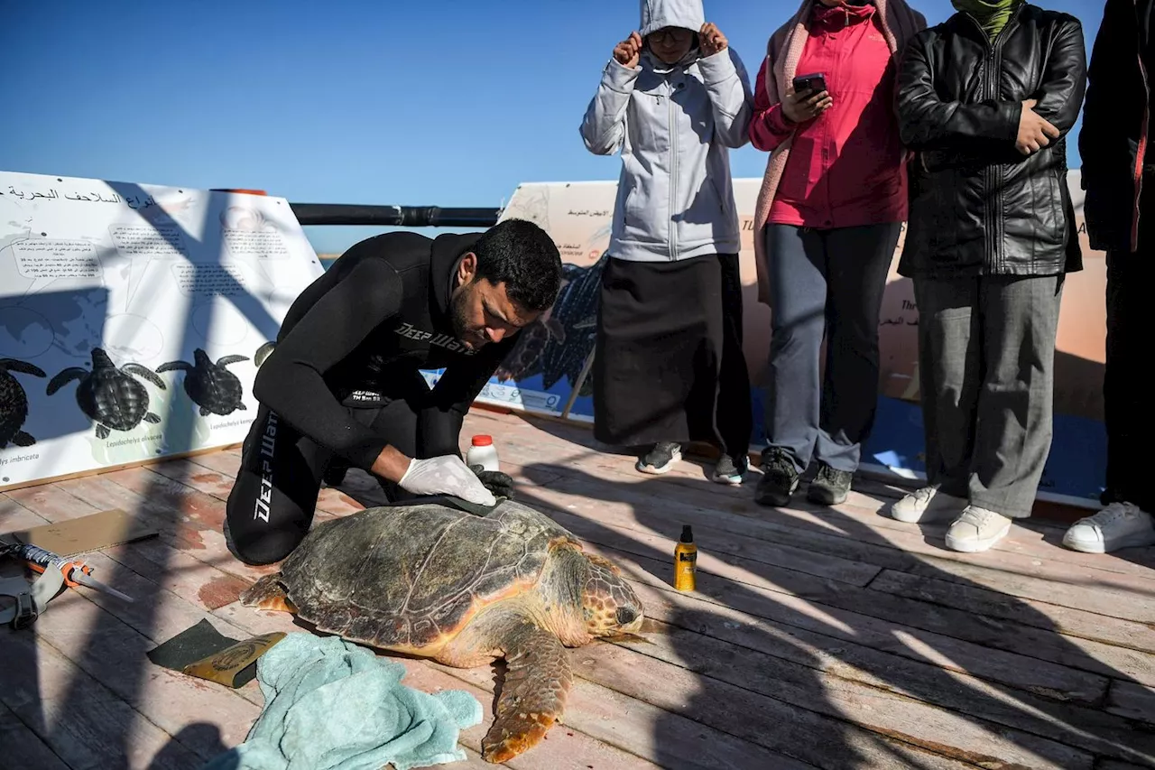 En Tunisie, une barge-hôpital pour remettre en forme des espèces de tortues protégées