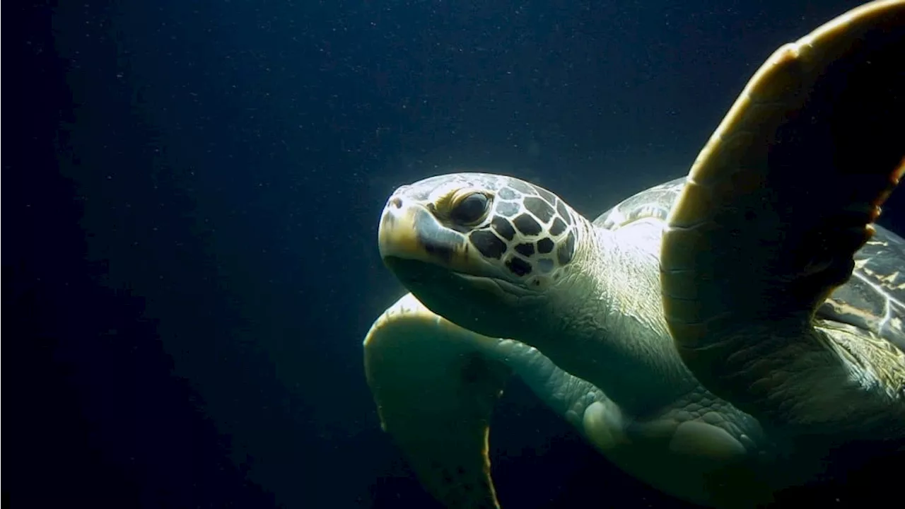 Un hôpital flottant pour les tortues marines en Tunisie