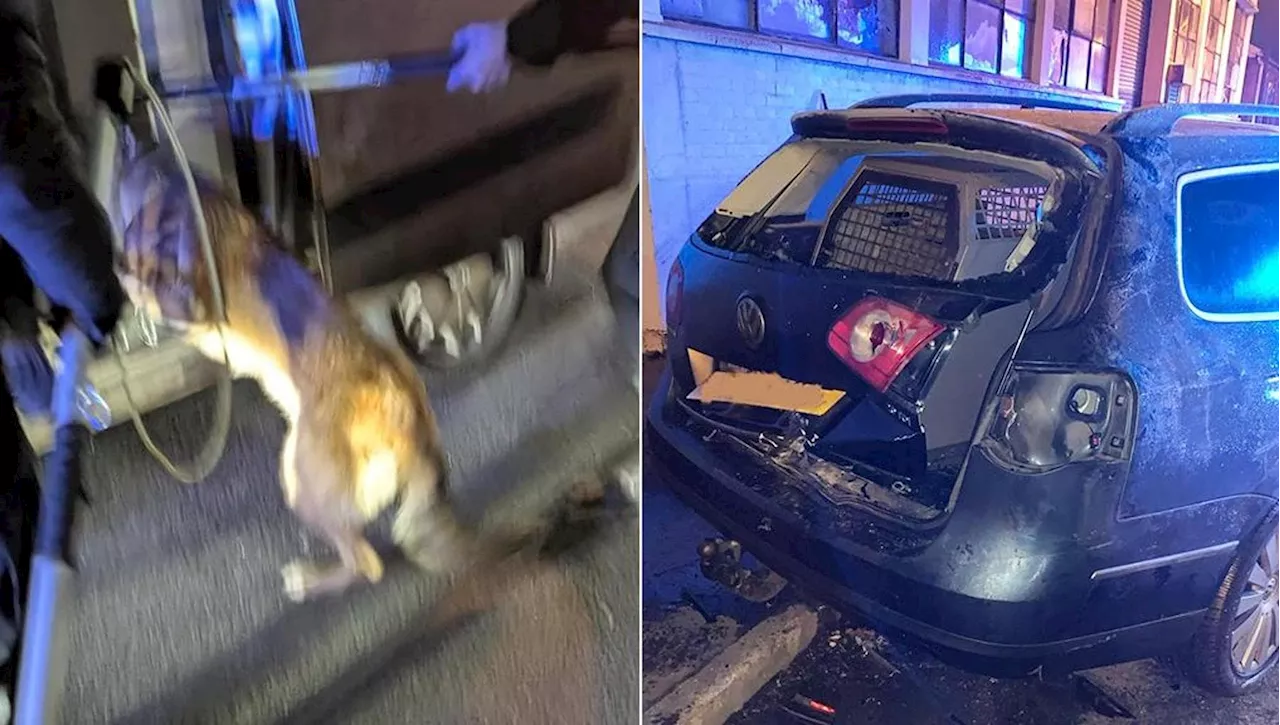 Cane Abbandonato in Auto Dopo Schianto a Birmingham