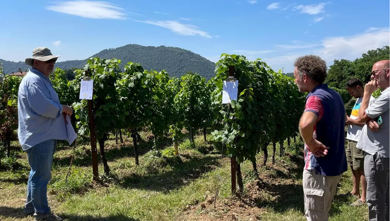 Nuovi Portainnesti Rivoluzionano il Mondo del Vino