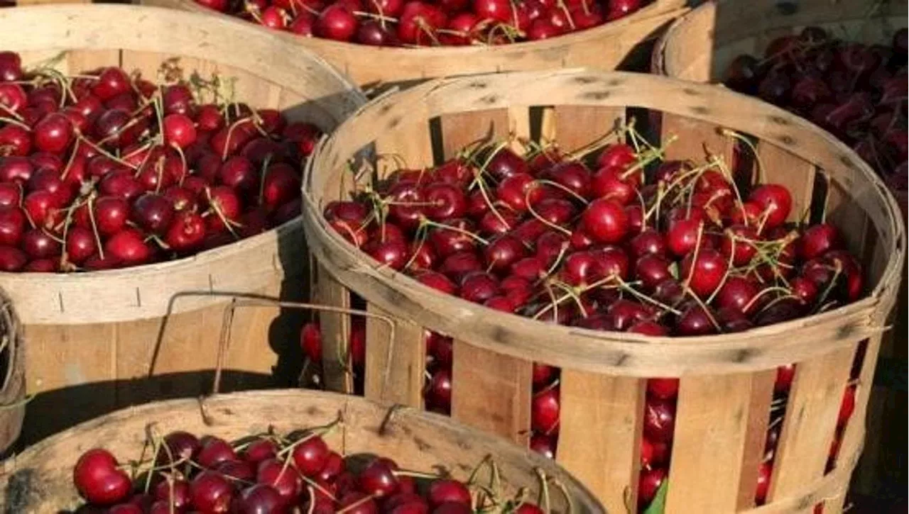 Oltre la Torre: Sapori e Tradizioni delle Terre di Pisa