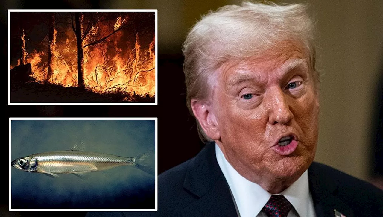 Trump Accusa Lo Sperlano Del Delta di Essere Il Colpevole degli Incendi in California