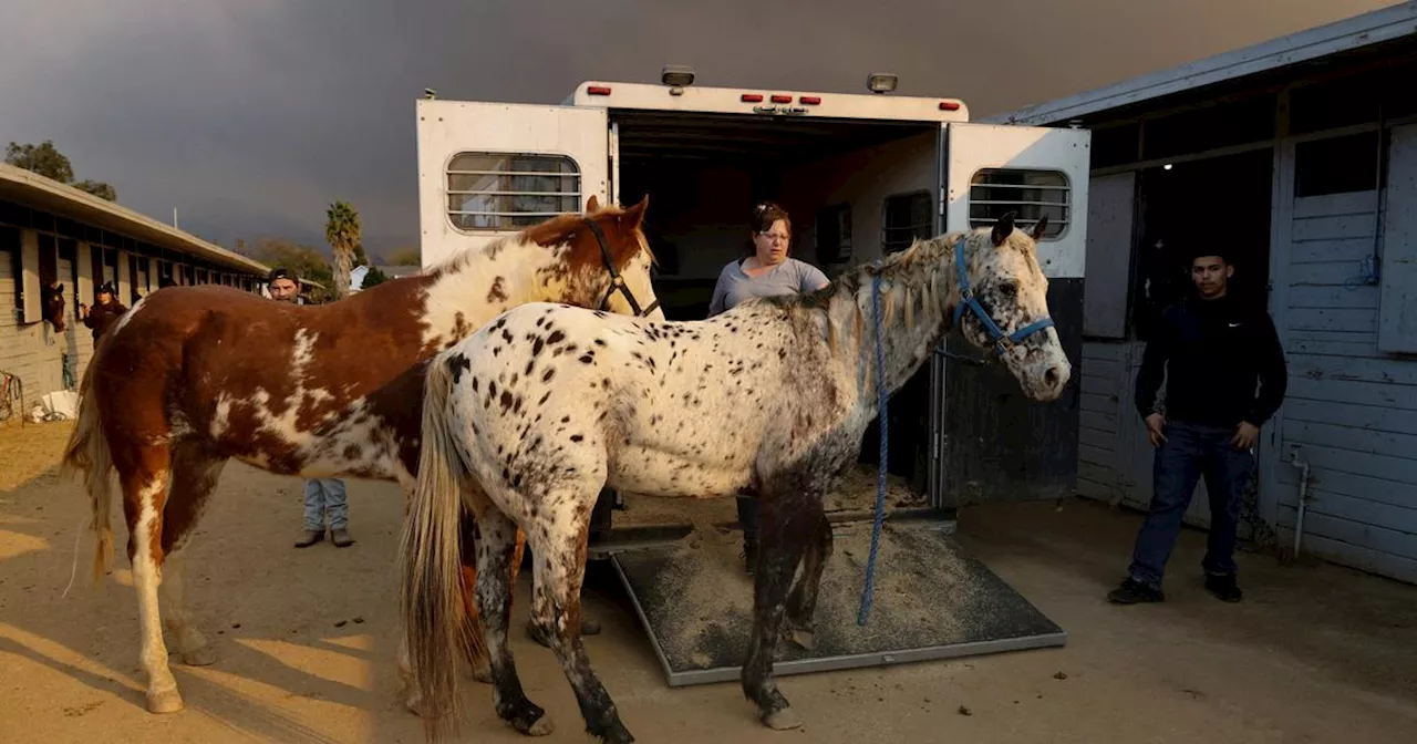 Chiens, chats, chevaux : les incendies de Los Angeles traumatisent aussi les animaux