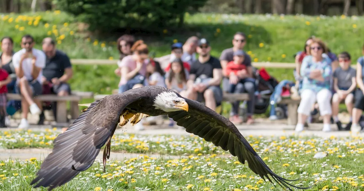 Fin des spectacles de rapaces au festival médiéval des Templiers de Biot