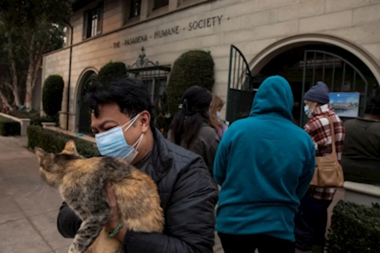 Burned, broken, but not alone: The heartbreaking rescues of animals left behind in the LA fires