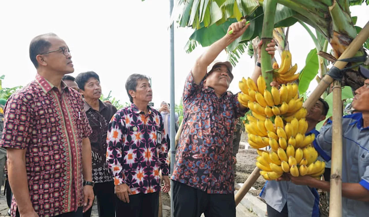 Kebun Pisang Yogyakarta: Pusat Inovasi dan Ketahanan Pangan