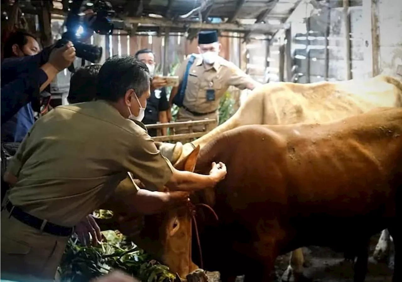 Wabah PMK Meningkat Memicu Pedagang Nakal Cari Untung Besar