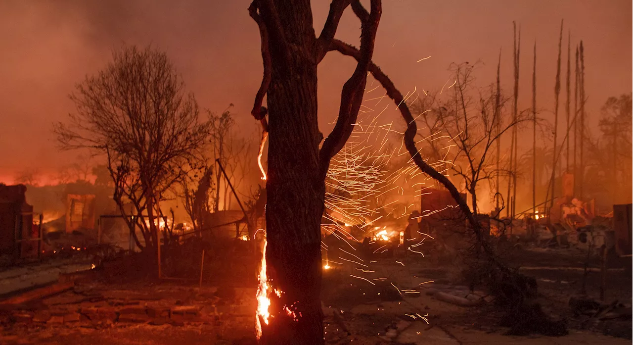 Wildfires Add New Challenges to Urban Tree Efforts