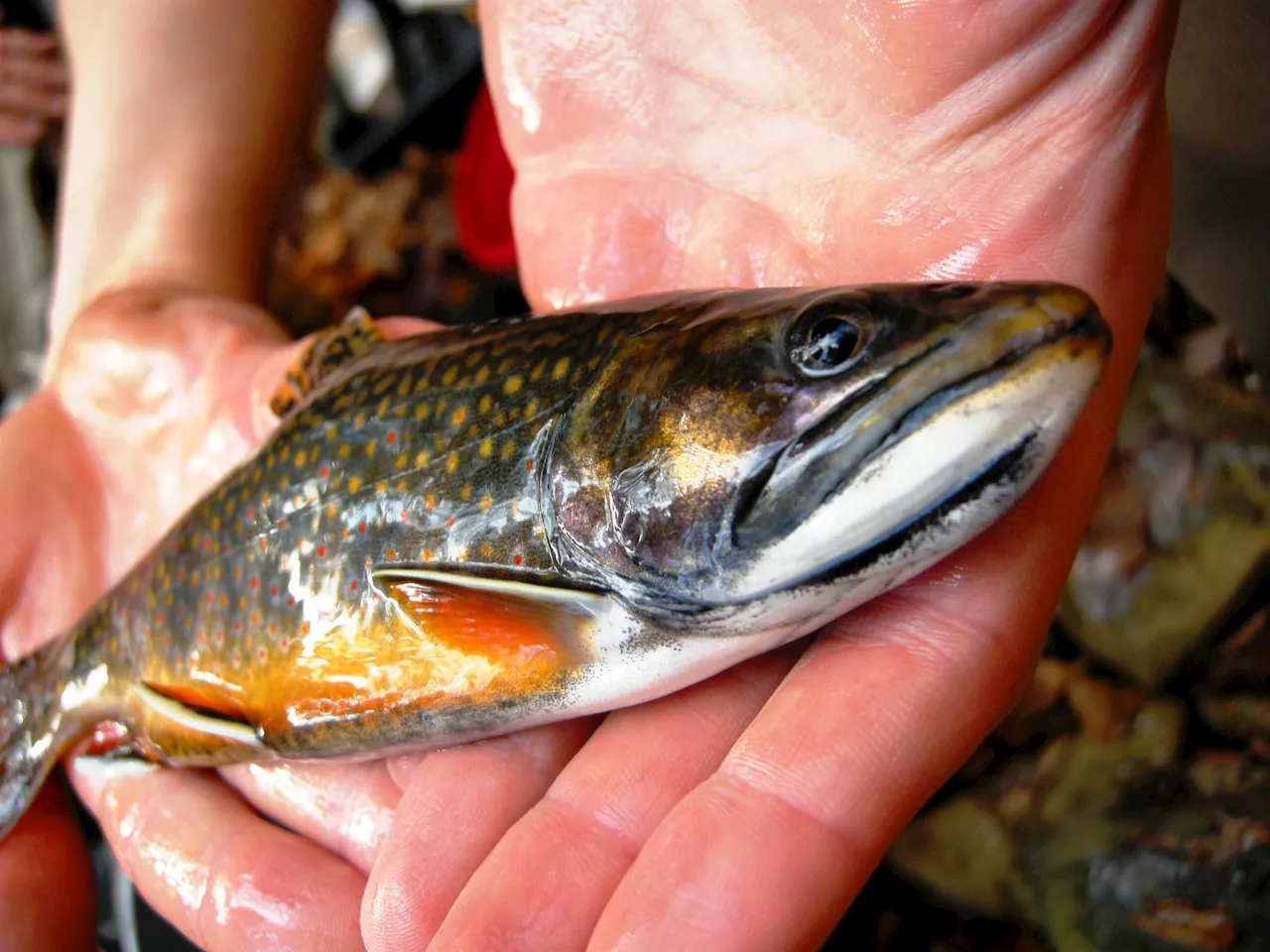 Millions Awarded to Restore Eastern Brook Trout Habitat in New Jersey, New York, Pennsylvania