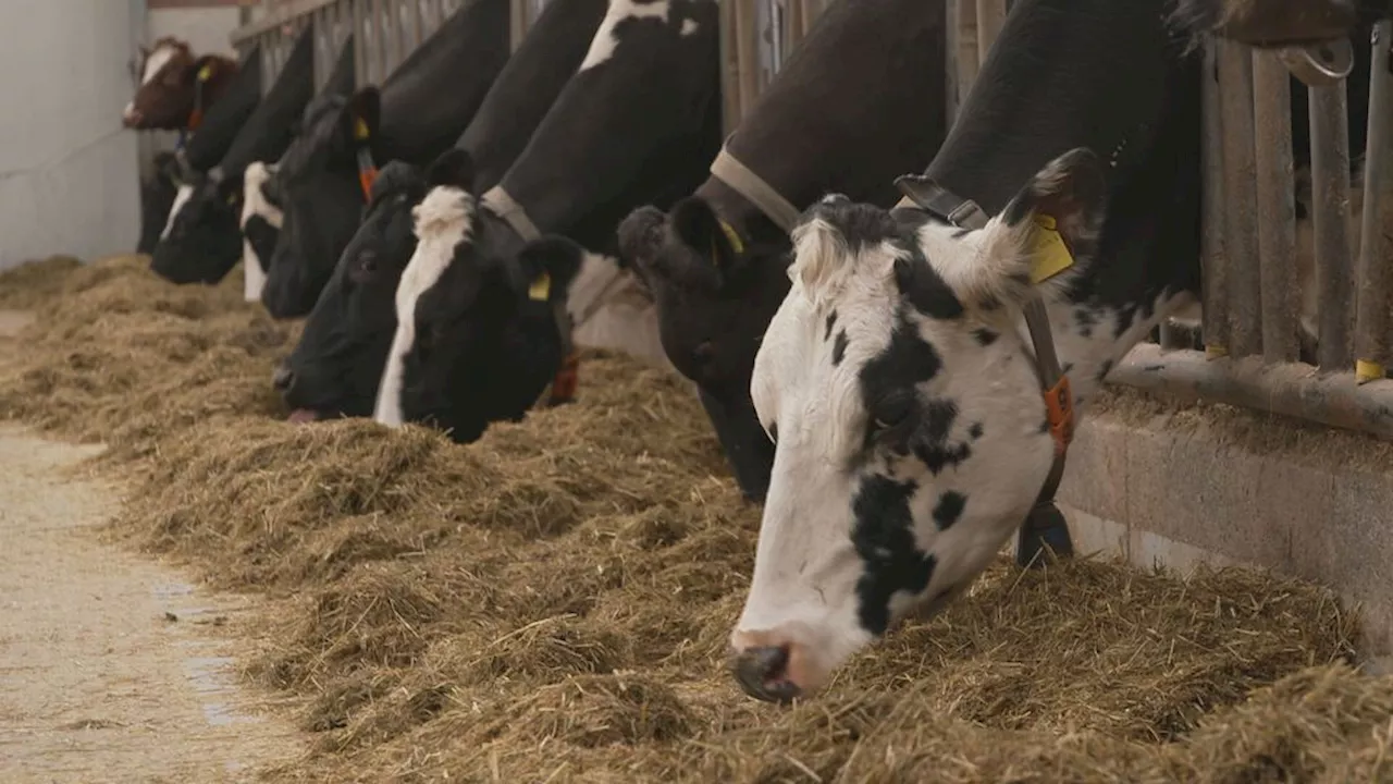 Zorgen over uitbraak mond-en-klauwzeer: 'Trauma van vorige keer zit nog diep'