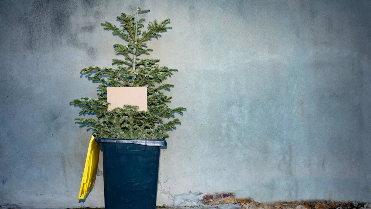 Voici comment se débarrasser de votre sapin de Noël légalement