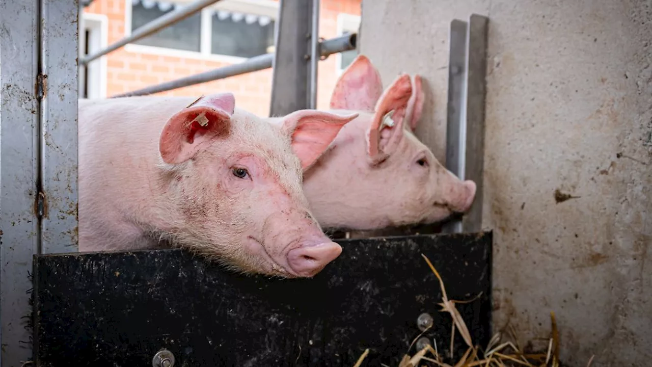 Südkorea verbietet Schweinefleisch-Import aus Deutschland