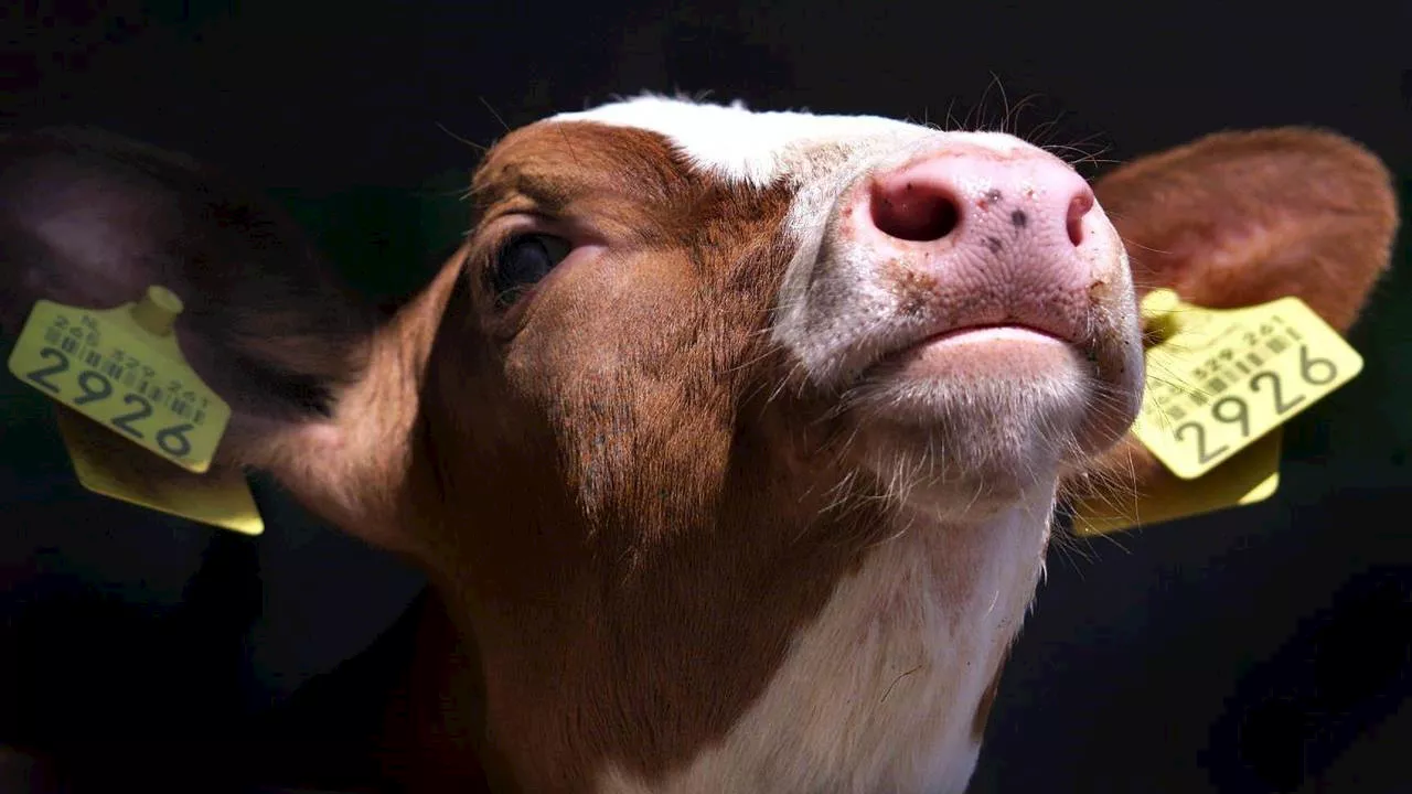 Boeren Onrust Over Mogelijke Mond-En-Klauwzeer Uitbraak