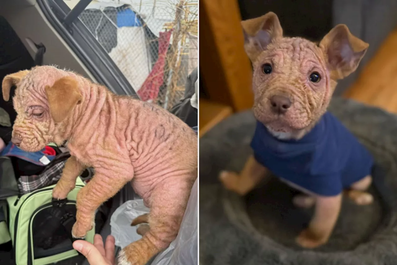 Bald Puppy Found Covered with Writing at Homeless Encampment Starts 'Journey to Recovery' with New Family