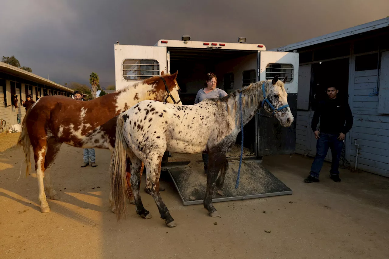 Animal rescuers care for LA fire evacuees – dogs, donkeys, horses