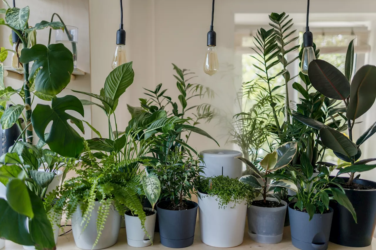 Plantes au bureau : des conseils pour choisir et entretenir vos compagnons verts