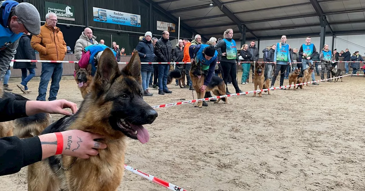 Hondenshow in Dalerveen: 'Een Duitse herder is net een Zwitsers zakmes'