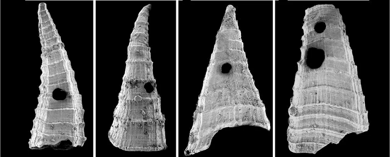 Earliest Evolutionary Arms Race Found in Tiny Humble Shells