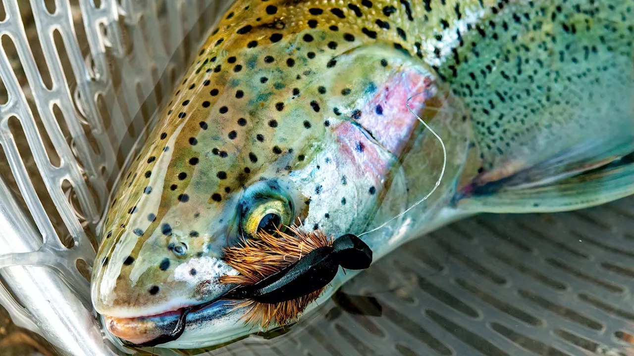 Big Bait Equals Big Fish: Fly Fishing With a Mouse Pattern For Trophy Trout