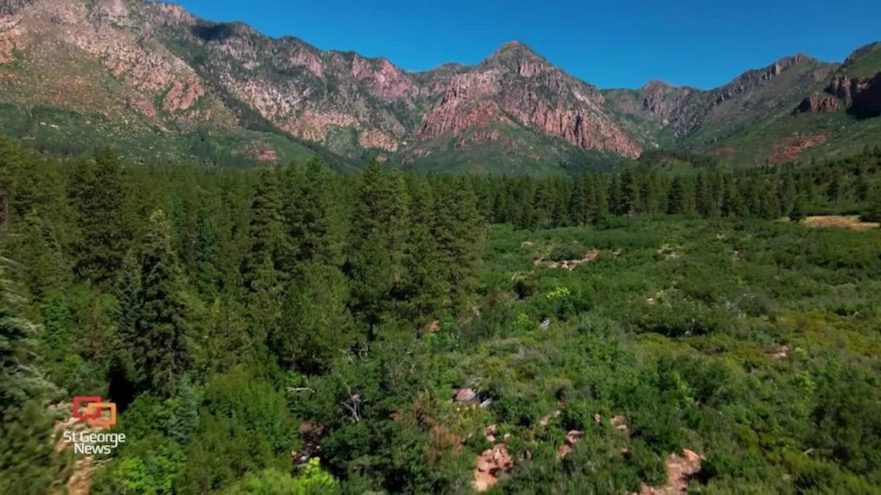 U.S. Forest Service Proposes Fuels Reduction Project in Southern Utah