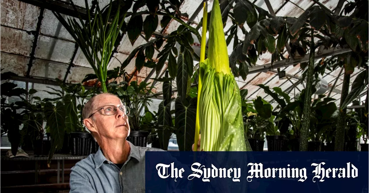 Rotting flesh, wet socks: Sydney’s most putrid flower is preparing to bloom