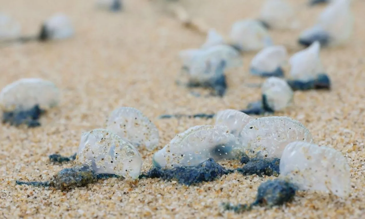 Public warned about Portuguese Man O' War at Pantai Rhu Muda