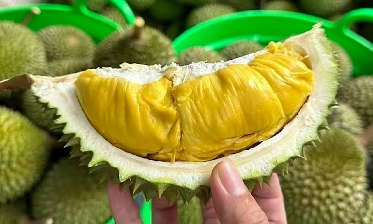 Vietnam emerges as global durian powerhouse; its 2024 export value reaches US$3.3bil